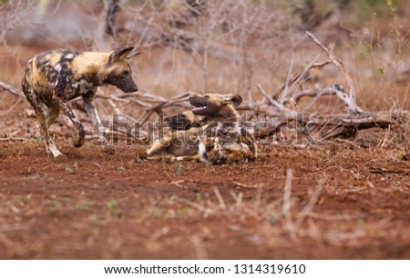 A bunch of young African wild dogs play with each other to establish group hierachies