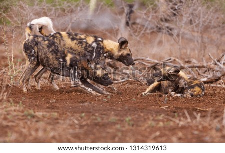 A bunch of young African wild dogs play with each other to establish group hierachies