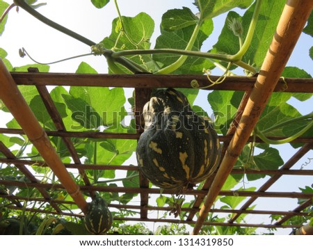 Planting bottle gourd shape of pumpkin (winter melon), pumpkins are used both for food and recreation, the popular Halloween and Thanksgiving staple