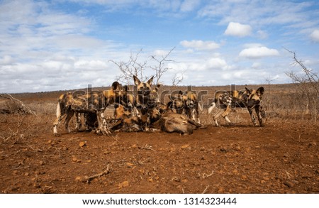 image of a herd of African wild dogs eating a freshly hunted warthog