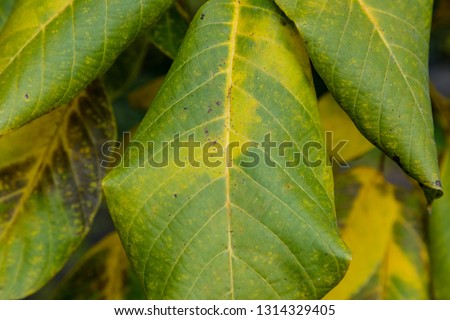 Walnut leaves with autumn colors