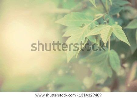 Natural spring or summer blurred background with green leaves, copy space, abstract image