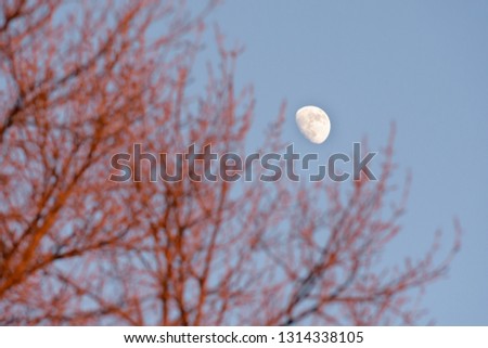 Daytime moon through the branches of the trees