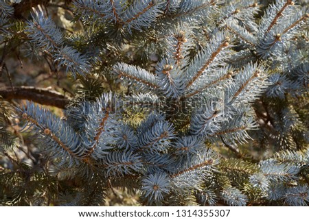 Beautiful silver fir tree.
Picture of the beautiful spring fir tree leaves.