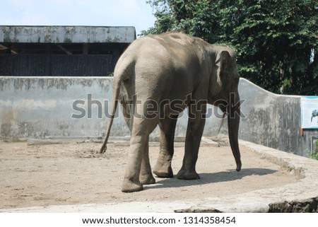Big Elephant Walking