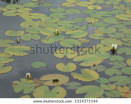 Blossoms of white waterlilies