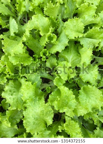 Green Salad in garden