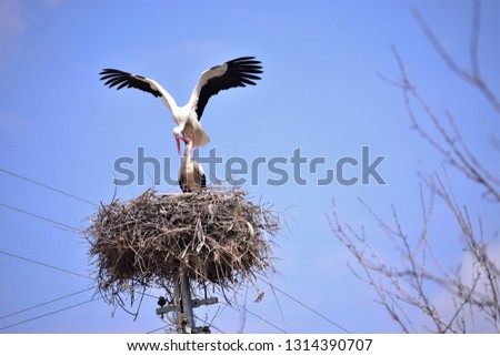 storks are migratory birds that foreshadow the spring