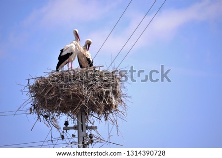 storks are migratory birds that foreshadow the spring