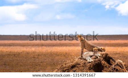 Group of cheetahs in the Serengeti National Park. Africa. Tanzania.