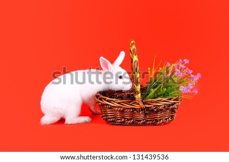 Easter - sweet and fluffy white bunny and basket with  flowers  on a red background.