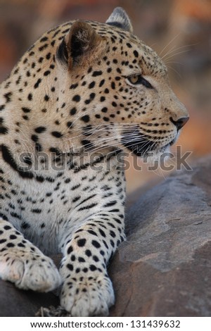 Photos of Africa, Leopard head shot