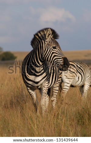 Photos of Africa, Zebra