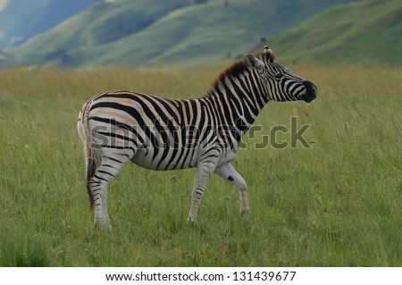 Photos of Africa, Zebra standing