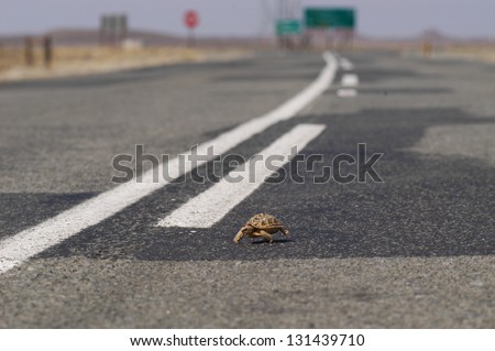 Photos of Africa, Baby Tortoise