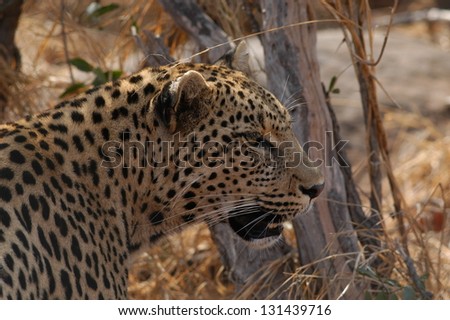 Photos of Africa, Leopard head shot