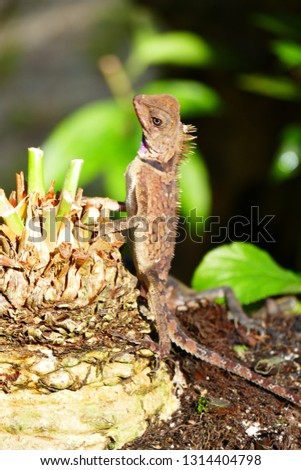 delightful beauty lizard on the background of wildlife.
