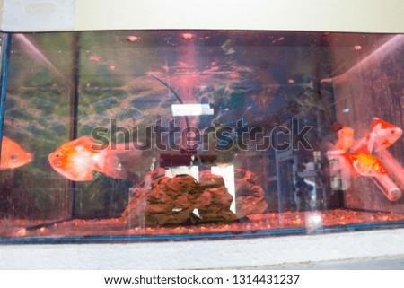 Aquarium with a fish green background