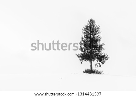 Beautiful outdoor landscape with lonely christmas tree in snow winter season - Processing Black and white color