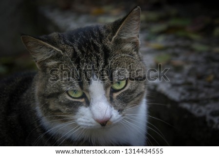 Beautiful stray cat relaxing on a bench, cut pet, close-up portrait