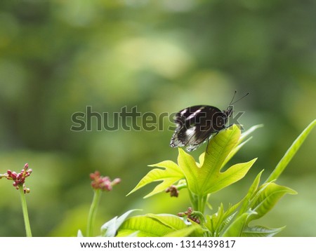 Butterfly black color flying on the flower nature animal insect