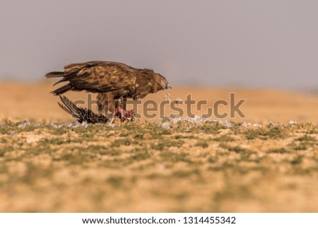 This image of Steppe Eagle is taken at Gujarat in India.