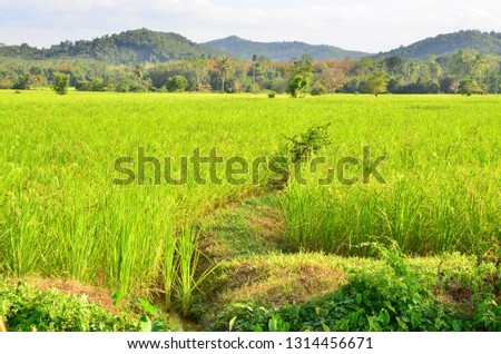 
Rice field in organic