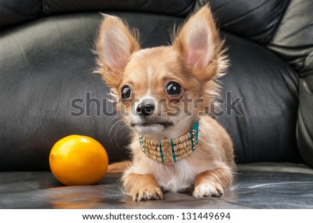 Chihuahua puppy with native Indian necklace and lemon on black leather background