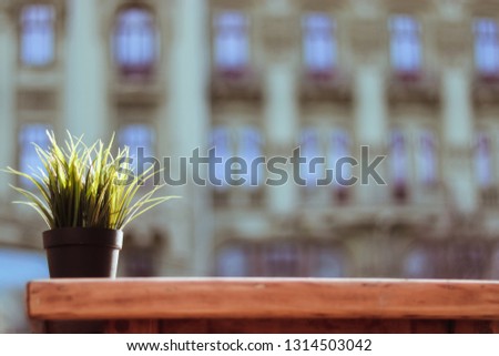 Green houseplant  in black pot on  wooden table on the street, hotel background, copy space. Minimal outdoor decorative of resort hotel & cafe restaurant