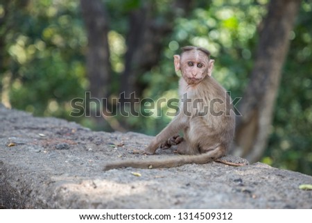 baby Monkeys around Kanheri Caves in the forests of the Sanjay Gandhi National Park, on the island of Salsette in the western outskirts of Mumbai, India. 