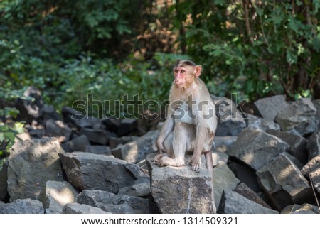 Monkeys around Kanheri Caves in the forests of the Sanjay Gandhi National Park, on the island of Salsette in the western outskirts of Mumbai, India. 