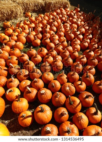 field of orange pumpkins at a farm stand