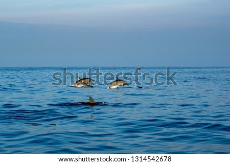 Dolphin play in open ocean morning at Lovina beach, Bali, Indonesia.