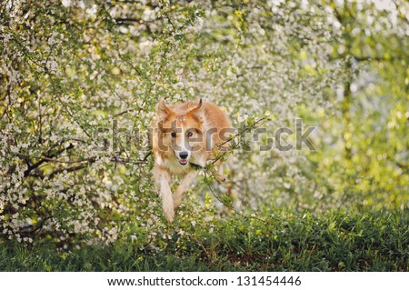 border collie dog jumping on a background of white flowers in spring