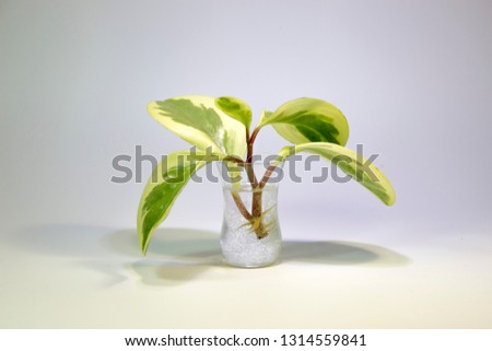 motley Peperomia plants in a transparent vase with round leaves on a white background