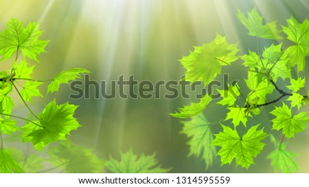 Spring banner, green leaves in the forest in the light of the sun. Green maple leaves with sun ray. Young green leaves in sunlight, elegant romantic image of spring nature, copy space.