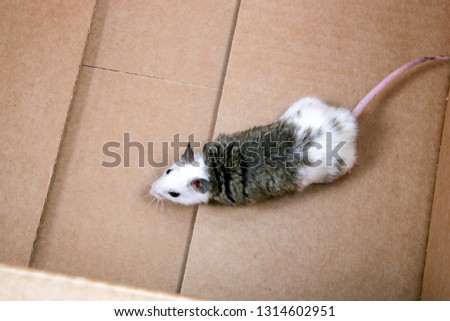 Funny black and white rat in cardboard box