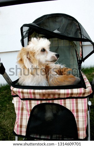 Two small brown-white dogs sit in special pet stroller