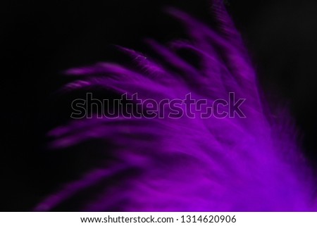 Purple feather in close up and blur