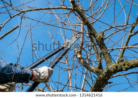Gardener pruning trees with pruning shears on nature background Royalty-Free Stock Photo #1314621416