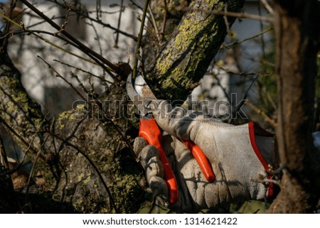 Gardener pruning trees with pruning shears on nature background Royalty-Free Stock Photo #1314621422