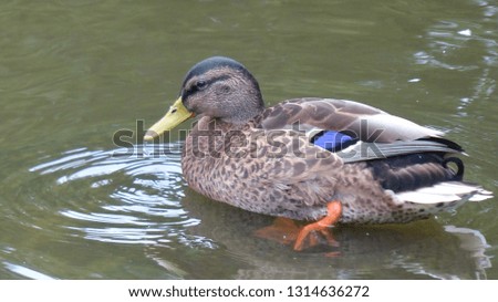 bird duck swim nature