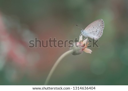 beautiful butterfly with sweet background color