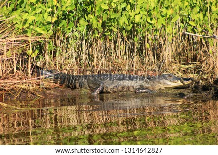 A view of an alligator, seen on the banks of a swampy area, in the Everglades.