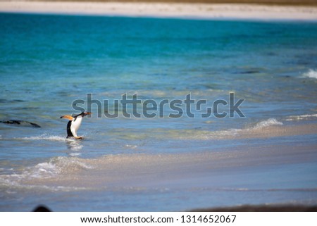 gentoo penguins on a beach, Falkland Islands