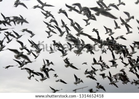 flying birds motion photography