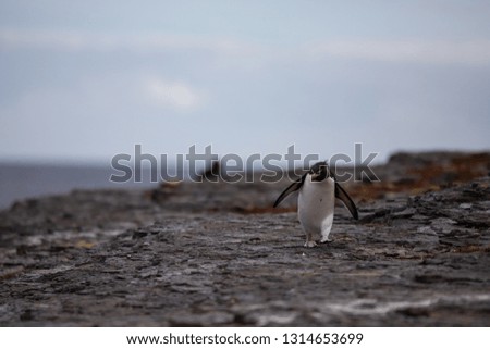 cute rockhopper penguin on the Falkland Islands