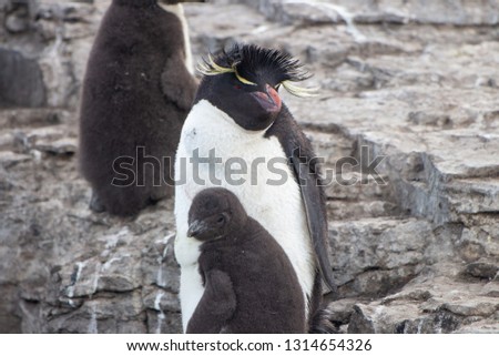 portrait of a rockhopper penguin, Falkland Islands