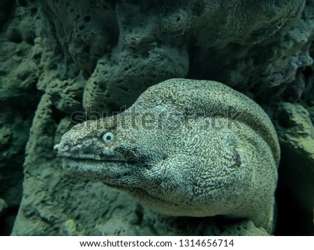 Under water picture of Moray