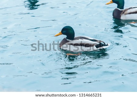 Ducks swimming on winter lake. Male and female ducks on freezing water. Sunny day next to a lake with many ducks on water surface.